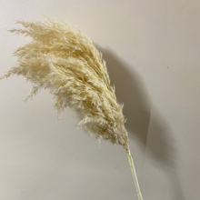 Cargar imagen en el visor de la galería, Pampas Grass Bouquet (Set of 5)
