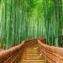 Cargar imagen en el visor de la galería, Japanese Bamboo Forest Arashiyama Woods Wall Mural #6043
