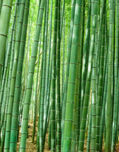 Cargar imagen en el visor de la galería, Japanese Bamboo Forest Arashiyama Woods Wall Mural #6043
