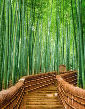 Cargar imagen en el visor de la galería, Japanese Bamboo Forest Arashiyama Woods Wall Mural #6043
