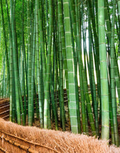 Cargar imagen en el visor de la galería, Japanese Bamboo Forest Arashiyama Woods Wall Mural #6043
