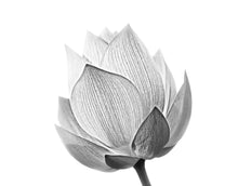 Cargar imagen en el visor de la galería, Black and White Lotus Flower Wall Mural #6116
