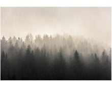 Cargar imagen en el visor de la galería, Misty Pine Forest Wall Mural. Peaceful Foggy Morning Scenery. #6122
