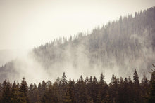 Cargar imagen en el visor de la galería, Foggy Misty Forest Tree Over Mountain Wall Mural. #6171
