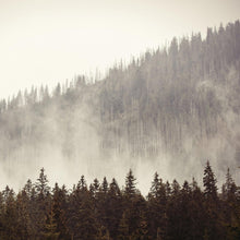 Cargar imagen en el visor de la galería, Foggy Misty Forest Tree Over Mountain Wall Mural. #6171
