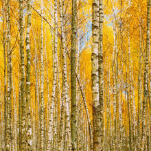 Cargar imagen en el visor de la galería, Autumn Scenic Birch Tree Forest Wall Mural | Peel and Stick Wallpaper. #6202
