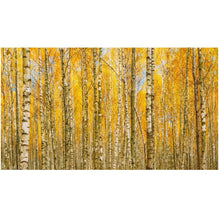 Cargar imagen en el visor de la galería, Autumn Scenic Birch Tree Forest Wall Mural | Peel and Stick Wallpaper. #6202
