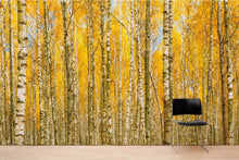 Carregar imagem no visualizador da galeria, Autumn Scenic Birch Tree Forest Wall Mural | Peel and Stick Wallpaper. #6202
