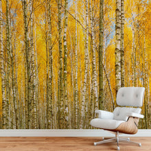 Carregar imagem no visualizador da galeria, Autumn Scenic Birch Tree Forest Wall Mural | Peel and Stick Wallpaper. #6202
