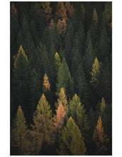 Carregar imagem no visualizador da galeria, Enchanted Forest Tree Woodland Peel and Stick Wallpaper | Removable Wall Mural #6203
