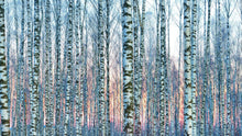 Carregar imagem no visualizador da galeria, White Birch Tree Forest Wall Mural Wallpaper. Sunset Scenery. #6246
