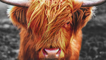 Load image into Gallery viewer, Highland Cow Cattle Head Wall Mural - Farmhouse Charm for Your Home. #6279
