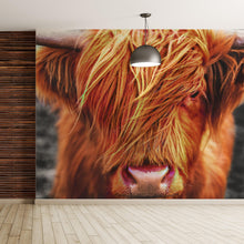 Load image into Gallery viewer, Highland Cow Cattle Head Wall Mural - Farmhouse Charm for Your Home. #6279
