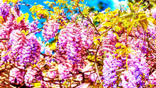 Load image into Gallery viewer, Colorful Purple Wisteria Flower Wall Mural. Peel and Stick Wallpaper. #6307

