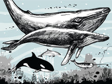 Cargar imagen en el visor de la galería, Whale, Dolphin, Killer Whale Wall Mural. Underwater Sea Life Drawing Design. Peel and Stick Wall Mural. #6354
