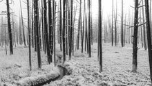 Load image into Gallery viewer, Black and White Forest Landscape Wall Mural. Peel and Stick Wallpaper. #6365
