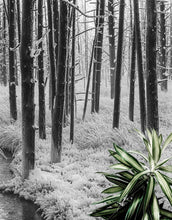 Cargar imagen en el visor de la galería, Black and White Forest Landscape Wall Mural. Peel and Stick Wallpaper. #6365
