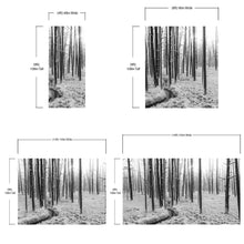 Cargar imagen en el visor de la galería, Black and White Forest Landscape Wall Mural. Peel and Stick Wallpaper. #6365
