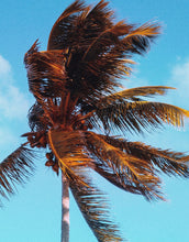 Cargar imagen en el visor de la galería, Palm Tree on Beach Coastline Wall Mural. Tropical Theme Peel and Stick Wallpaper Decor. #6401
