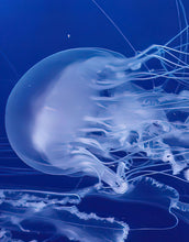 Load image into Gallery viewer, Jellyfish Floating Underwater Wall Mural. Deep Blue Ocean Peel and Stick Wallpaper. #6405
