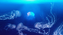 Load image into Gallery viewer, Jellyfish Floating Underwater Wall Mural. Deep Blue Ocean Peel and Stick Wallpaper. #6405
