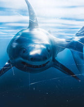 Carregar imagem no visualizador da galeria, Great White Shark Attack Aquarium Glass Wall Mural. Peel and Stick Wallpaper. #6424
