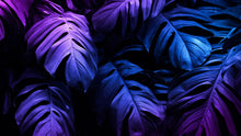 Load image into Gallery viewer, Tropical Wallpaper Blue and Purple Leaf Wall Mural on Dark Background #6445
