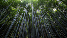 Carregar imagem no visualizador da galeria, Tall Bamboo Tree Forest Wall Mural. Peaceful, Serenity, Zen Background Wallpaper. #6463
