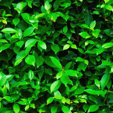 Cargar imagen en el visor de la galería, Greenery Grass Background Wallpaper Mural. #6551
