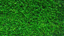 Load image into Gallery viewer, Greenery Grass Background Wallpaper Mural. #6551
