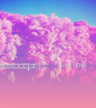 Load image into Gallery viewer, Tranquil Park Scene Wallpaper - Pink Pastel with Trees and Lake Wall Mural #6601
