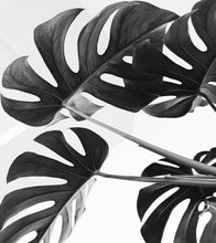 Load image into Gallery viewer, Elegant Black and White Leaves Wallpaper Mural - Serene Botanical Beauty #6606
