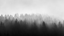 Cargar imagen en el visor de la galería, Black and White Misty Pine Forest Wallpaper. #6673
