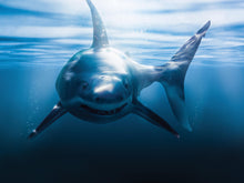 Load image into Gallery viewer, Great White Shark Wall Mural. Peel and Stick Wallpaper. #6700
