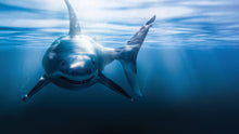 Load image into Gallery viewer, Great White Shark Wall Mural. Peel and Stick Wallpaper. #6700
