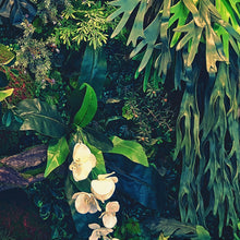 Cargar imagen en el visor de la galería, Jungle Wallpaper, Forest Greenery Botanical Wall Mural. #6741
