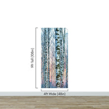 Cargar imagen en el visor de la galería, White Birch Tree Forest Wall Mural Wallpaper. Sunset Scenery. #6246
