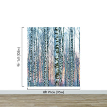 Load image into Gallery viewer, White Birch Tree Forest Wall Mural Wallpaper. Sunset Scenery. #6246
