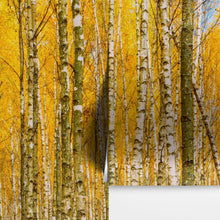 Cargar imagen en el visor de la galería, Autumn Scenic Birch Tree Forest Wall Mural | Peel and Stick Wallpaper. #6202
