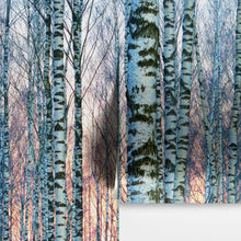 Load image into Gallery viewer, White Birch Tree Forest Wall Mural Wallpaper. Sunset Scenery. #6246
