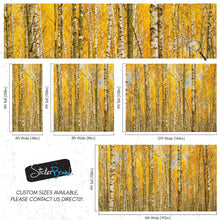 Cargar imagen en el visor de la galería, Autumn Scenic Birch Tree Forest Wall Mural | Peel and Stick Wallpaper. #6202
