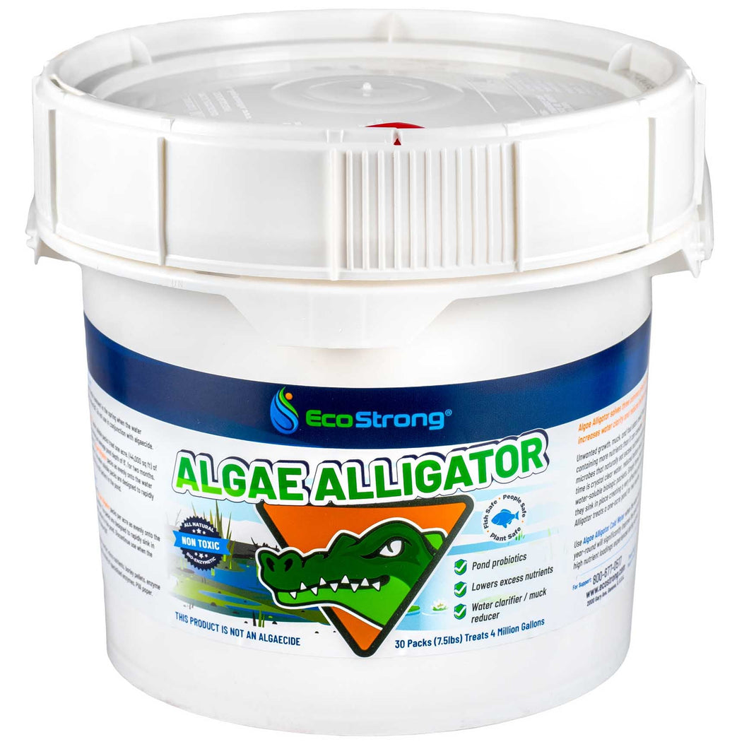 Algae Alligator