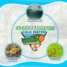 Load image into Gallery viewer, Cold Water Algae Alligator
