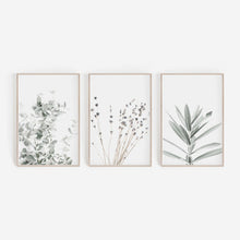 Carregar imagem no visualizador da galeria, Botanical Canvas Paintings (3 Pack)
